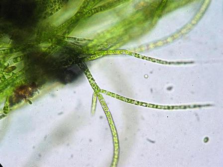 Stigeoclonium, a chlorophyte green alga genus. 